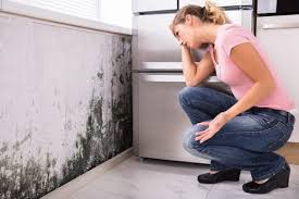 Professional Mold Prevention & Removal  in Valhalla, NY